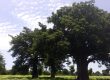Baobab