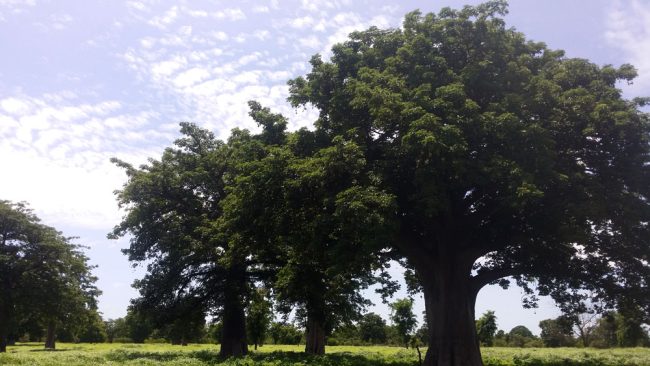 Baobab