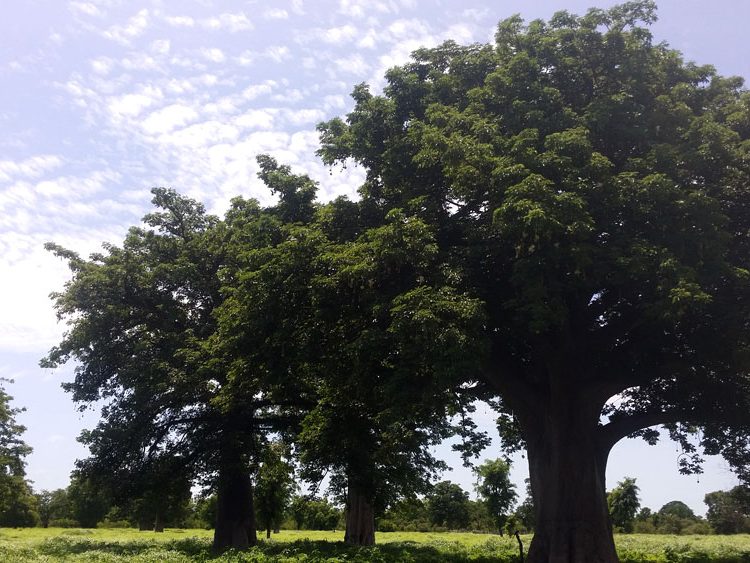 Baobab Baobab