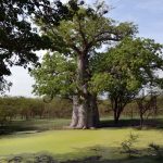 Baobab