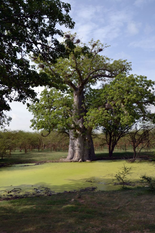 Baobab