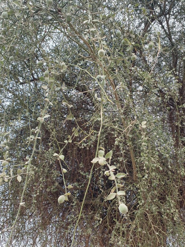 Dattier du désert