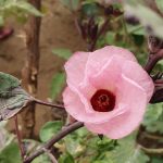 Fleur d'Hibuscus