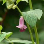 Fleures de sésame