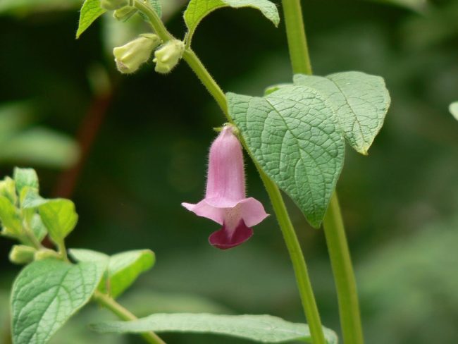 Fleures de sésame