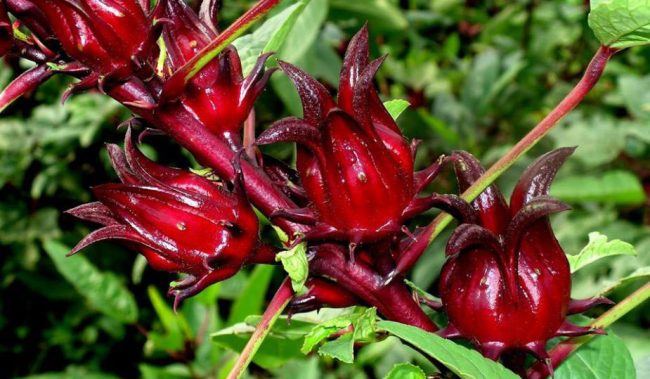 Hibiscus sabdariffa