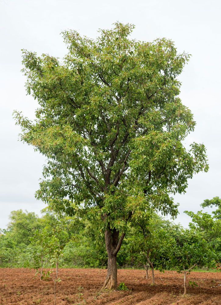 Karité arbre