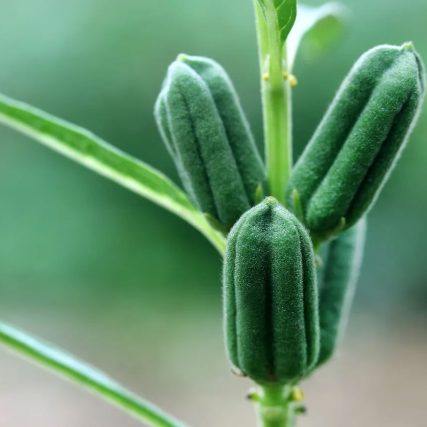 Plante Sésame