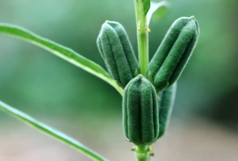 Plante Sésame